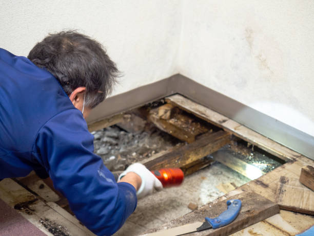 Best Mold Remediation  in Waterloo, IA