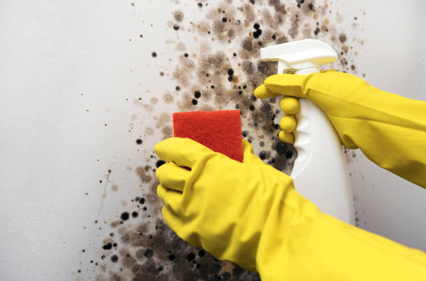 Best Professional Mold Removal  in Waterloo, IA