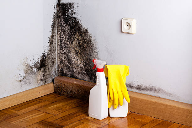 Best Emergency Mold Removal  in Waterloo, IA