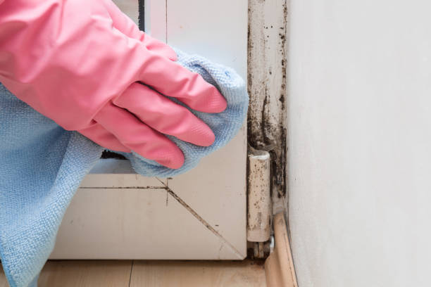 Best Mold Testing  in Waterloo, IA